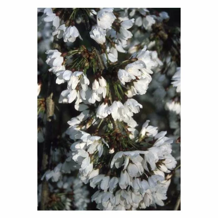 Prunus 'Snow Showers' | Weeping Fuji Cherry Blossom Tree | Bare Root | 110-140cm 1 Prunus 'Snow Showers' | Weeping Fuji Cherry Blossom Tree | Bare Root | 110-140cm