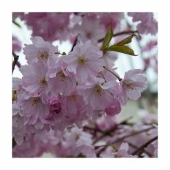 Prunus 'Spire' | Upright Cherry Blossom Tree | Bare Root | 110-140cm