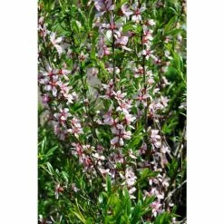 Prunus Tenella 'Fire Hill' | Flowering Almond Tree | Bare Root | 110-140cm