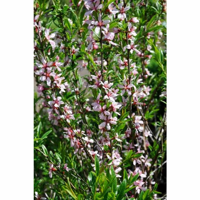 Prunus Tenella 'Fire Hill' | Flowering Almond Tree | Bare Root | 110-140cm 1 Prunus Tenella 'Fire Hill' | Flowering Almond Tree | Bare Root | 110-140cm