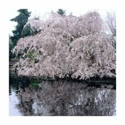 Prunus X Yedoensis 'Shidare-Yoshino' | Weeping Yoshino Cherry Blossom Tree | Bare Root | 110-140cm