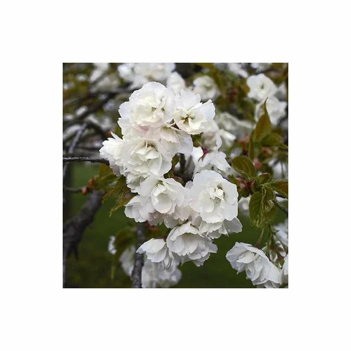 Prunus 'Shirotae' | Mount Fuji Cherry Blossom Tree | Bare Root | 110-140cm 2 Prunus 'Shirotae' | Mount Fuji Cherry Blossom Tree | Bare Root | 110-140cm - Image 2