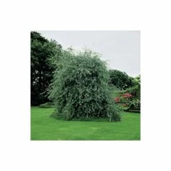 Pyrus Salicifolia 'Pendula' Tree | Weeping Silver Pear Tree | Bare Root | 110-140cm -botanical garden shop TR1341 add image 2 3fed