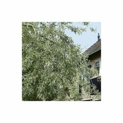 Pyrus Salicifolia 'Pendula' Tree | Weeping Silver Pear Tree | Bare Root | 110-140cm -botanical garden shop TR1341 add image 3 4cca