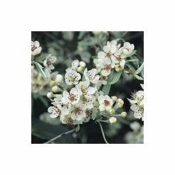 Pyrus Salicifolia 'Pendula' Tree | Weeping Silver Pear Tree | Bare Root | 110-140cm -botanical garden shop TR1341 add image 4 6de1