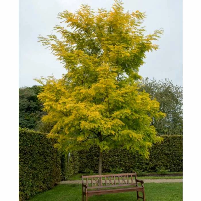 Robinia Pseudoacacia 'Frisia' | Yellow False Acacia Tree | Bare Root | 110-140cm 3 Robinia Pseudoacacia 'Frisia' | Yellow False Acacia Tree | Bare Root | 110-140cm - Image 3