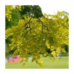 Robinia Pseudoacacia 'Frisia' | Yellow False Acacia Tree | Bare Root | 110-140cm 7 Robinia Pseudoacacia 'Frisia' | Yellow False Acacia Tree | Bare Root | 110-140cm -botanical garden shop TR1342 add image 2 1323