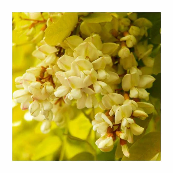 Robinia Pseudoacacia 'Frisia' | Yellow False Acacia Tree | Bare Root | 110-140cm 2 Robinia Pseudoacacia 'Frisia' | Yellow False Acacia Tree | Bare Root | 110-140cm - Image 2
