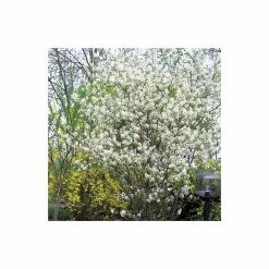 Amelanchier Canadensis | Serviceberry Tree | Bare Root | 110-140cm -botanical garden shop TR1344 add image 2 9567