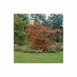 Amelanchier Canadensis | Serviceberry Tree | Bare Root | 110-140cm -botanical garden shop TR1344 add image 3 4865