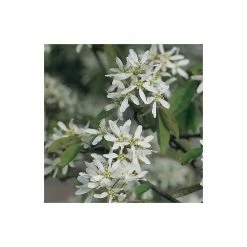 Amelanchier Canadensis | Serviceberry Tree | Bare Root | 110-140cm -botanical garden shop TR1344 add image 4 dd9e