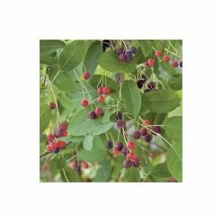Amelanchier Canadensis | Serviceberry Tree | Bare Root | 110-140cm -botanical garden shop TR1344 add image 5 b860