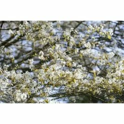 Amelanchier Canadensis | Serviceberry Tree | Bare Root | 110-140cm -botanical garden shop TR1344 add image 6 f6bf