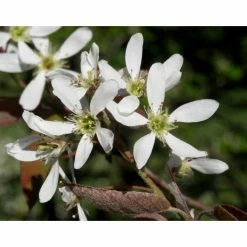 Amelanchier Canadensis | Serviceberry Tree | Bare Root | 110-140cm -botanical garden shop TR1344 add image 7 2f23