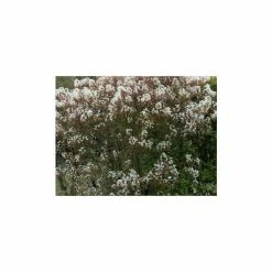 Amelanchier Canadensis | Serviceberry Tree | Bare Root | 110-140cm