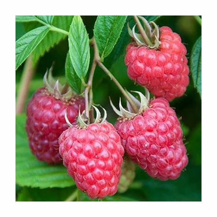 20-30cm 5 X Raspberry Joan J | Bare Root 1 20-30cm 5 X Raspberry Joan J | Bare Root