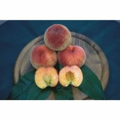 3.5-4.5ft Peach Rochester | Bare Root