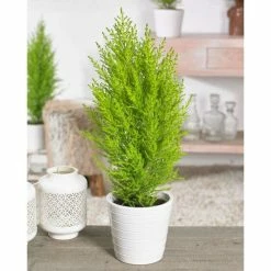 Cupressus Macrocarpa 'Wilma' | Monterey Cypress | 7L Pot | 120-150cm | By Frank P Matthews