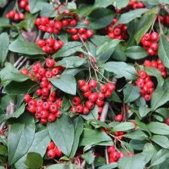 Cotoneaster Hybridus Pendulus | 12 Lt Pot