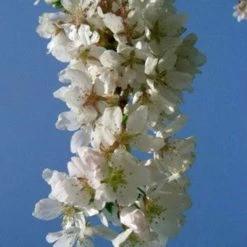 Prunus Snow Showers | 12 Lt Pot