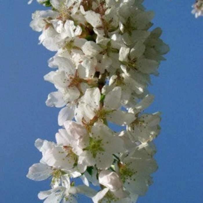 Prunus Snow Showers | 12 Lt Pot 1 Prunus Snow Showers | 12 Lt Pot