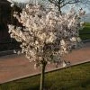 Prunus The Bride | 11.5 Lt Pot