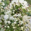 Malus Brevipes Wedding Bouquet | 12L Pot