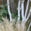 Betula Utilis Var. Jacquemontii | 1.5lt Multistem 20cm
