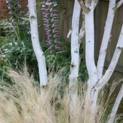 Betula Utilis Var. Jacquemontii | 1.5lt Multistem 20cm
