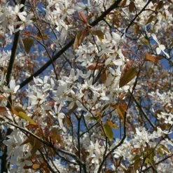 Amelanchier Laevis Snowflakes | 12 Lt Pot
