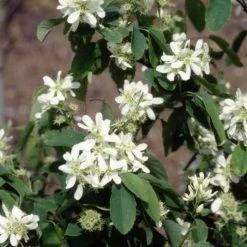 Amelanchier Alnifolia Obelisk (PBR) | 12 Lt Pot
