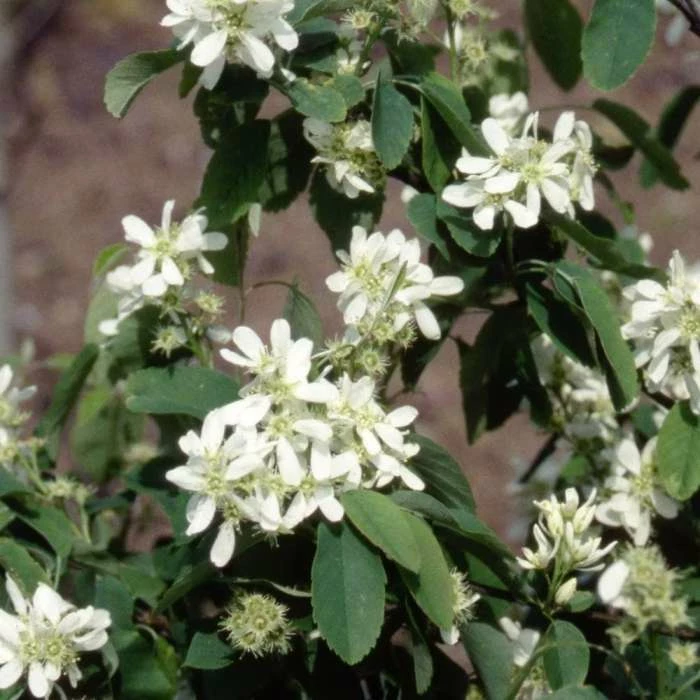 Amelanchier Alnifolia Obelisk (PBR) | 12 Lt Pot 1 Amelanchier Alnifolia Obelisk (PBR) | 12 Lt Pot