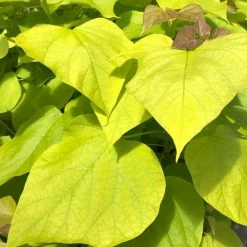 Catalpa Bignonioides Aurea | 12L Pot