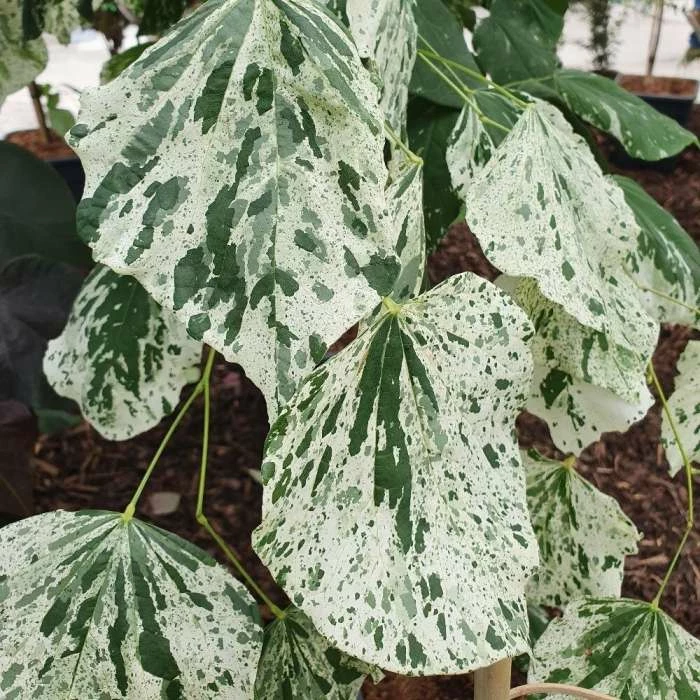 Cercis Canadensis Alley Cat | 7L Pot 1 Cercis Canadensis Alley Cat | 7L Pot