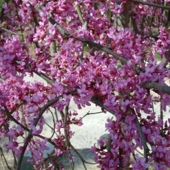 Cercis Canadensis Lavender Twist ('Covey') | 12 Lt Pot