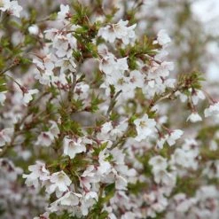 Prunus Incisa Kojo-no-mai | 11.5 Lt Pot