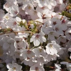 Prunus × Yedoensis | 12L Pot