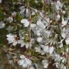 Prunus Frilly Frock ('Fpmpl') | 10L Pot