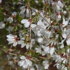 Prunus Frilly Frock ('Fpmpl') | 10L Pot