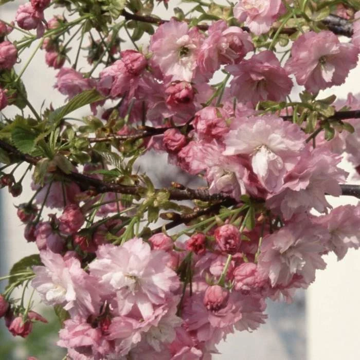 Prunus Little Pink Perfection | 11.5 Lt Pot 1 Prunus Little Pink Perfection | 11.5 Lt Pot