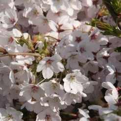 Prunus × Yedoensis | Bare Root