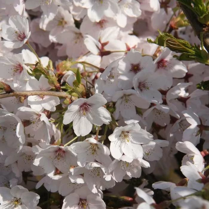 Prunus × Yedoensis | Bare Root 1 Prunus × Yedoensis | Bare Root