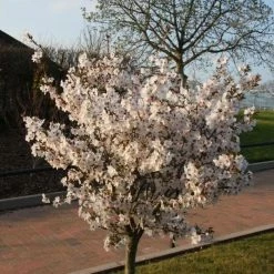 Prunus The Bride | Bare Root