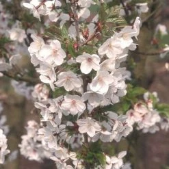 Prunus Snow Goose | Bare Root
