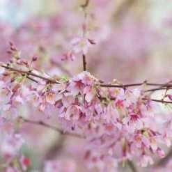 Prunus X Incam Okamé | Bare Root