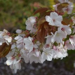 Prunus Chocolate Ice ('Matsumae-fuki') | Bare Root