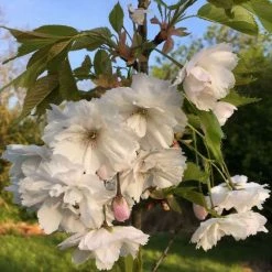 Prunus Shōgetsu | Bare Root