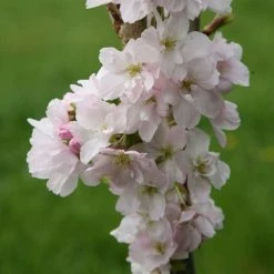 Prunus Amanogawa | Bare Root