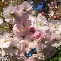 Prunus Ichiyo | Bare Root
