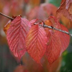 Prunus Sargentii | Bare Root
